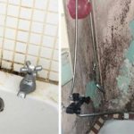 Black mold is dangerous to human health