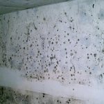 fungus on concrete walls