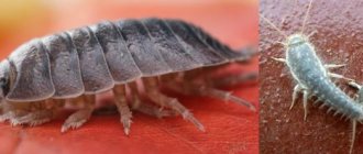 how to get rid of woodlice in an apartment
