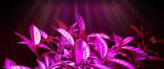 LED - a new word in phytolighting